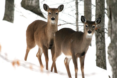 deer_in_snow