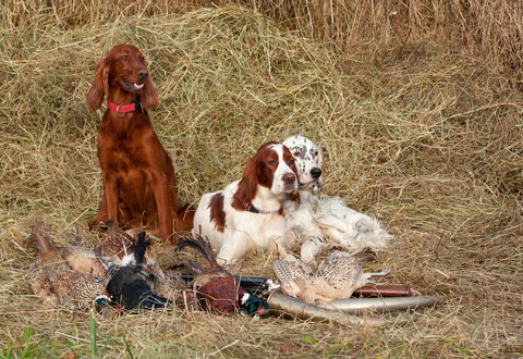 hunting_dogs